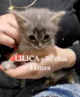 BEBÊS FELV+