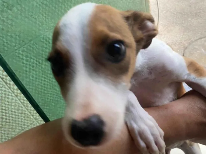 Cachorro raça SRD-ViraLata idade 2 a 6 meses nome Thor