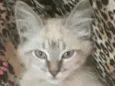 Pingo 