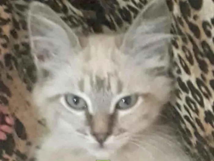 Gato ra a Mestico  idade 2 a 6 meses nome Pingo 