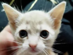 Gato raça SRD-ViraLata idade Abaixo de 2 meses nome BEBÊS FELV+