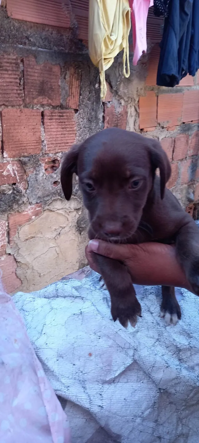 Cachorro ra a  idade Abaixo de 2 meses nome Fofinho 