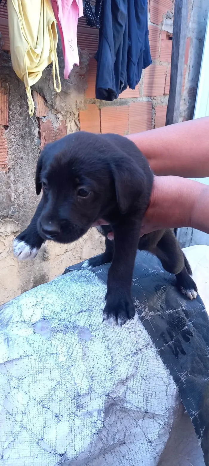 Cachorro ra a  idade Abaixo de 2 meses nome Fofinho 