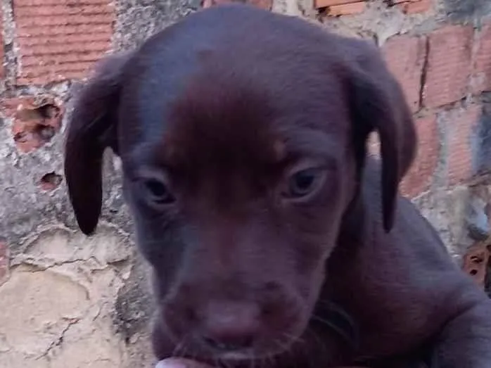 Cachorro ra a  idade Abaixo de 2 meses nome Fofinho 