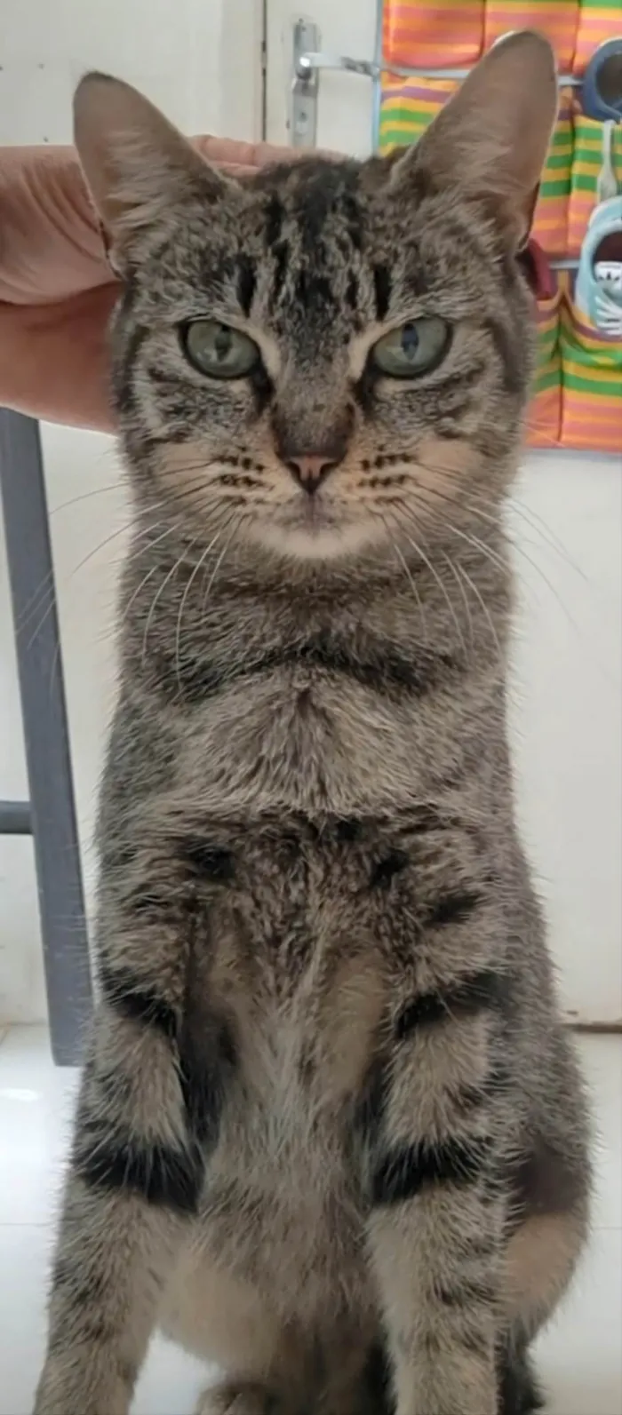 Gato raça SrD idade 2 a 6 meses nome RITA Lee