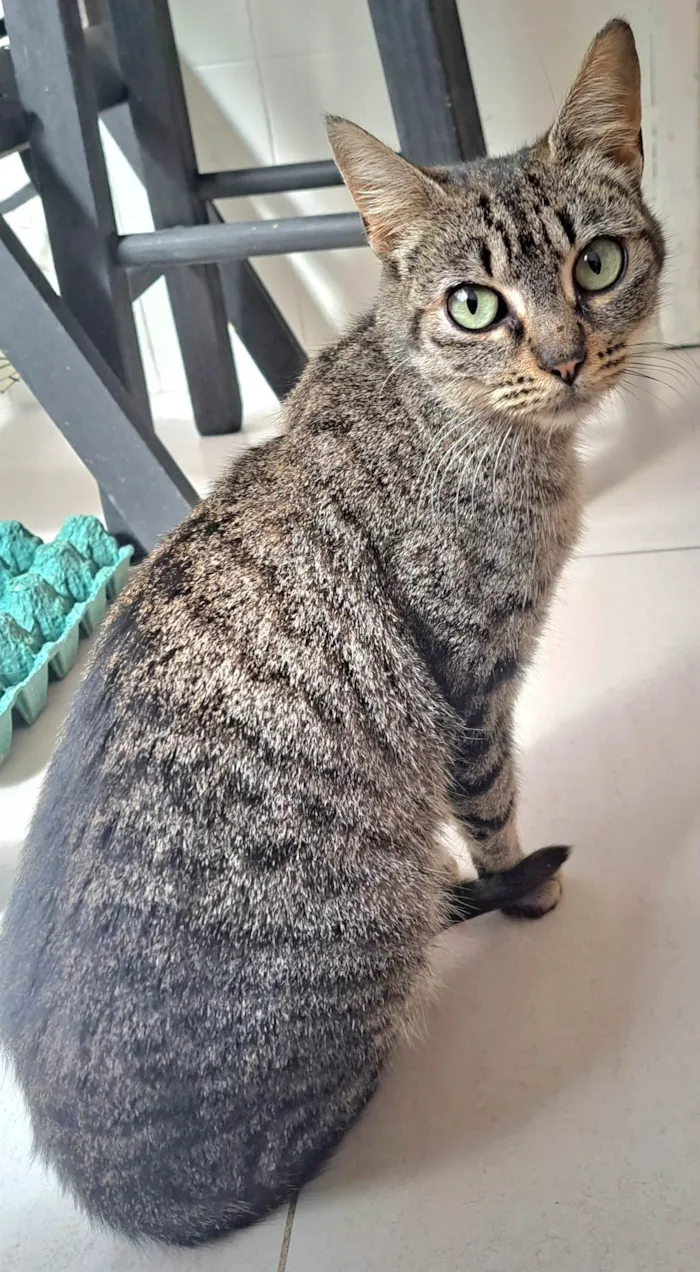 Gato raça SrD idade 2 a 6 meses nome RITA Lee