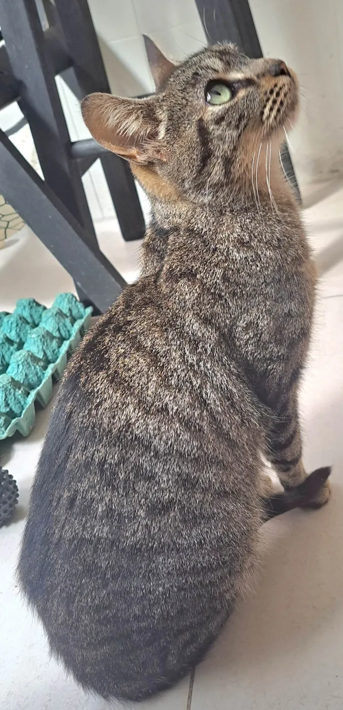 Gato raça SrD idade 2 a 6 meses nome RITA Lee