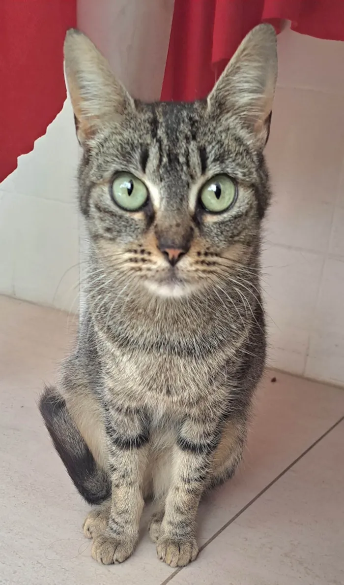 Gato raça SrD idade 2 a 6 meses nome RITA Lee