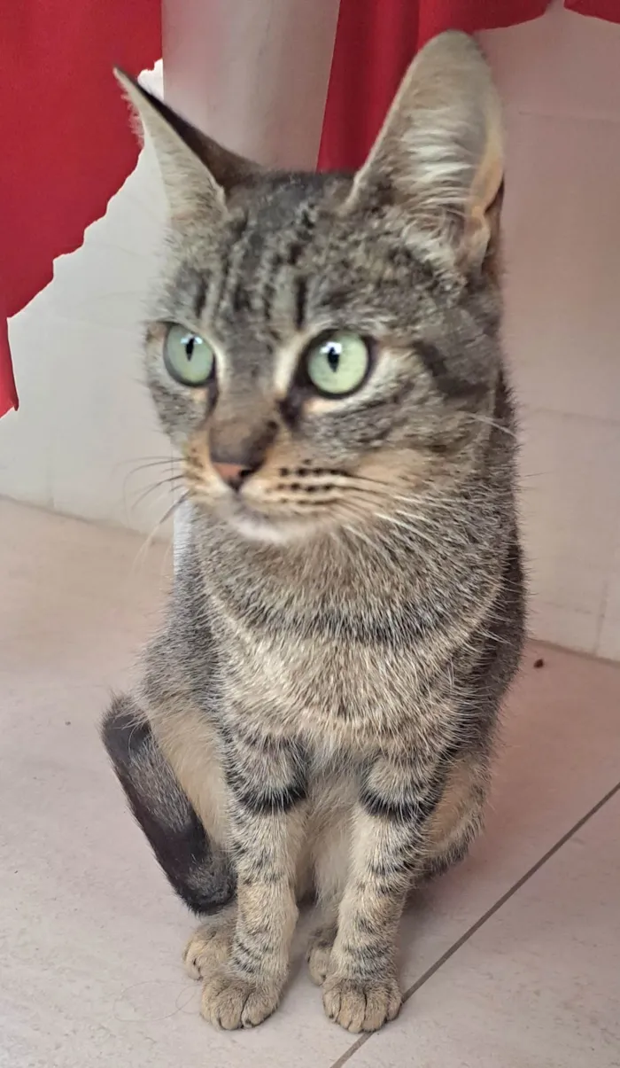 Gato raça SrD idade 2 a 6 meses nome RITA Lee