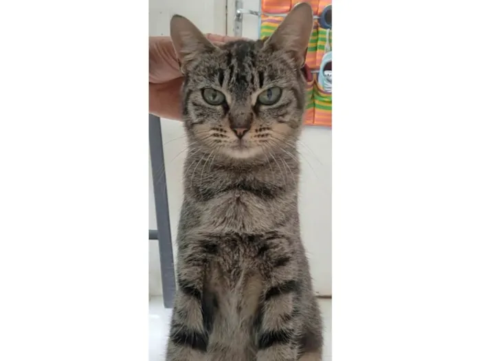 Gato raça SrD idade 2 a 6 meses nome RITA Lee