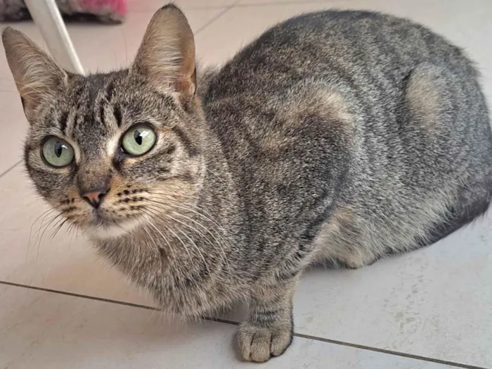 Gato raça SrD idade 2 a 6 meses nome RITA Lee