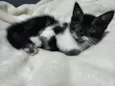 Gatos