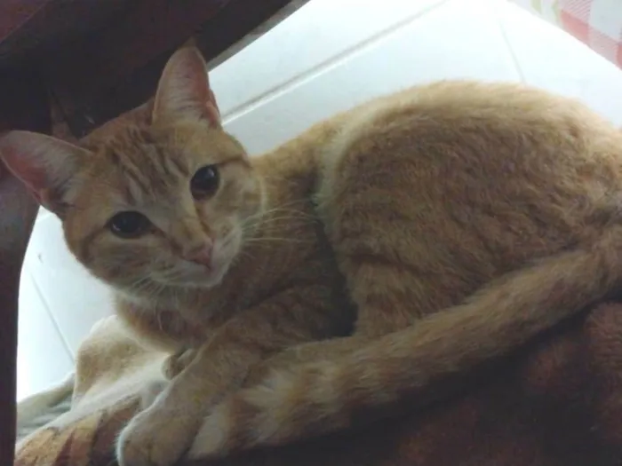 Gato raça Srd idade 1 ano nome Sol