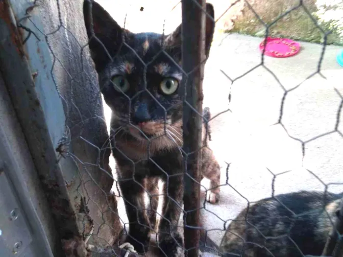 Gato ra a Sem raça idade 7 a 11 meses nome Manchada