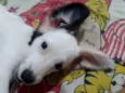Apolo