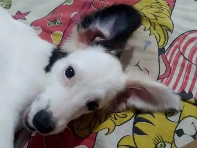 Cachorro raça Viralata idade 7 a 11 meses nome Apolo