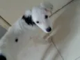 Apolo