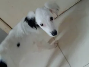 Cachorro raça Viralata idade 7 a 11 meses nome Apolo