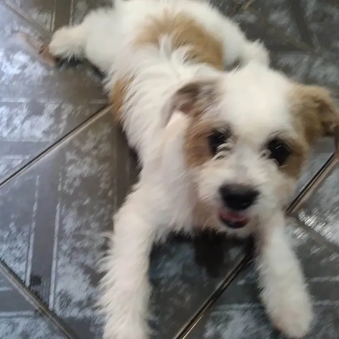 Cachorro raça Shitzu c poodle  idade 2 a 6 meses nome Cristal 