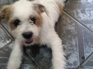 Cachorro raça Shitzu c poodle  idade 2 a 6 meses nome Cristal 