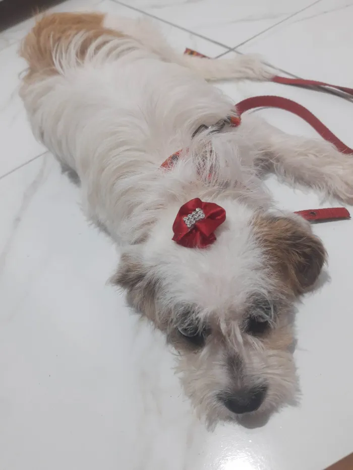 Cachorro raça Shitzu c poodle  idade 2 a 6 meses nome Cristal 
