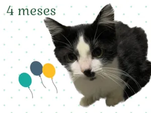 Gato raça Srd idade 2 a 6 meses nome Fred