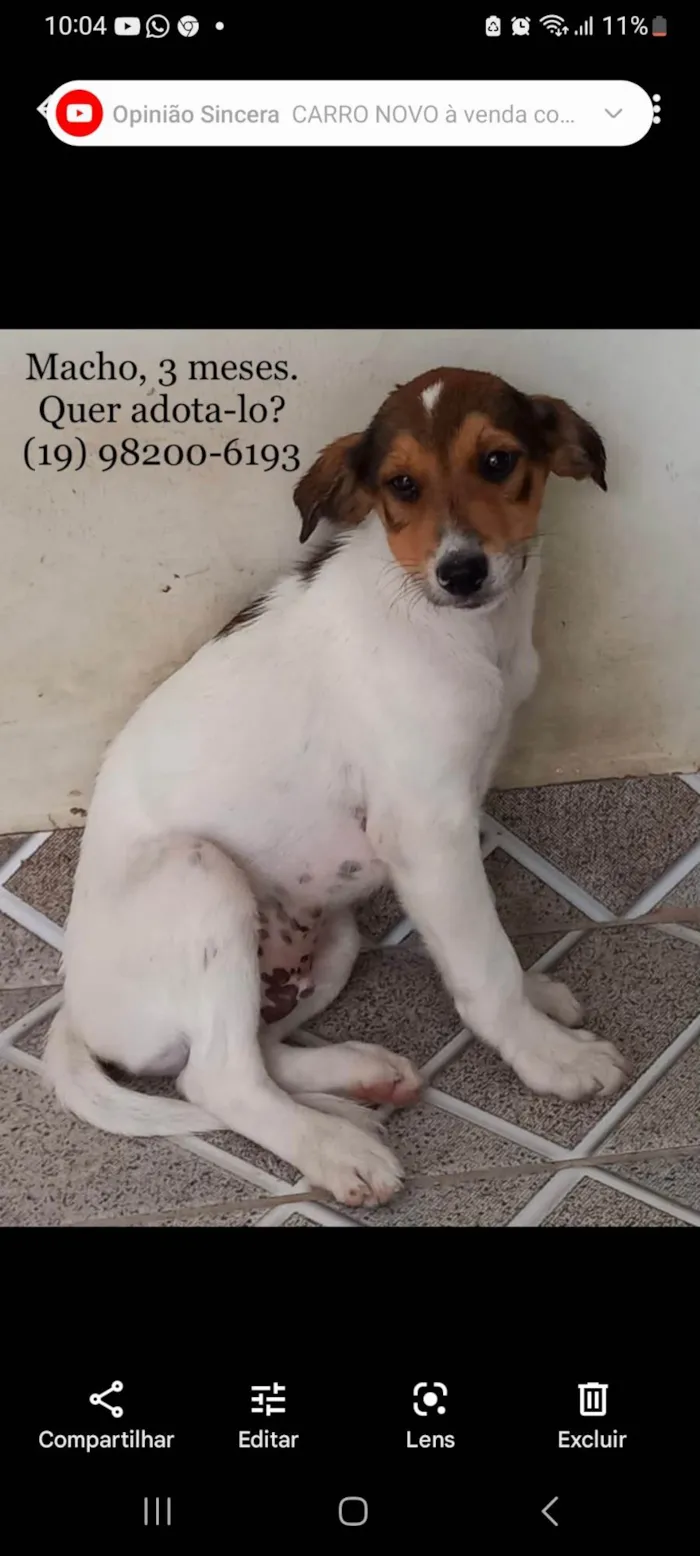 Cachorro ra a SRD-ViraLata idade 2 a 6 meses nome Duque