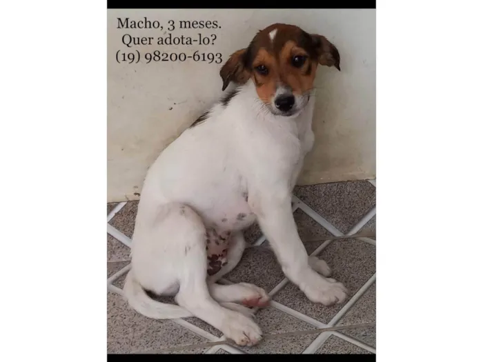 Cachorro ra a SRD-ViraLata idade 2 a 6 meses nome Duque