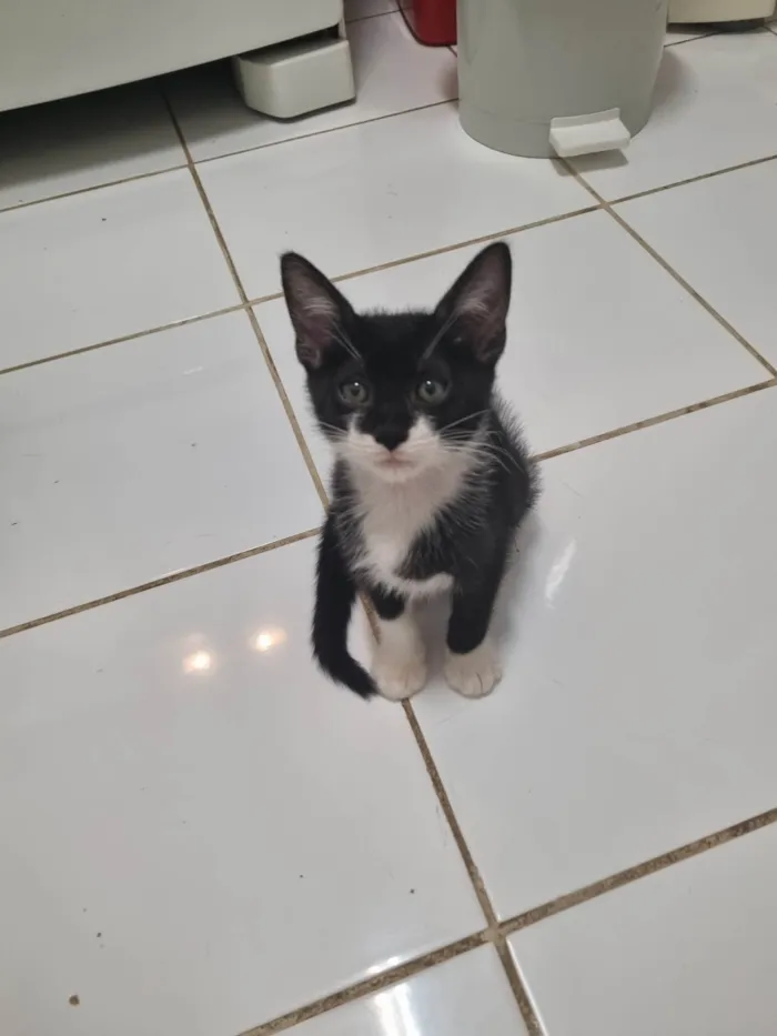 Gato ra a SRD-ViraLata idade 2 a 6 meses nome Minie frajola