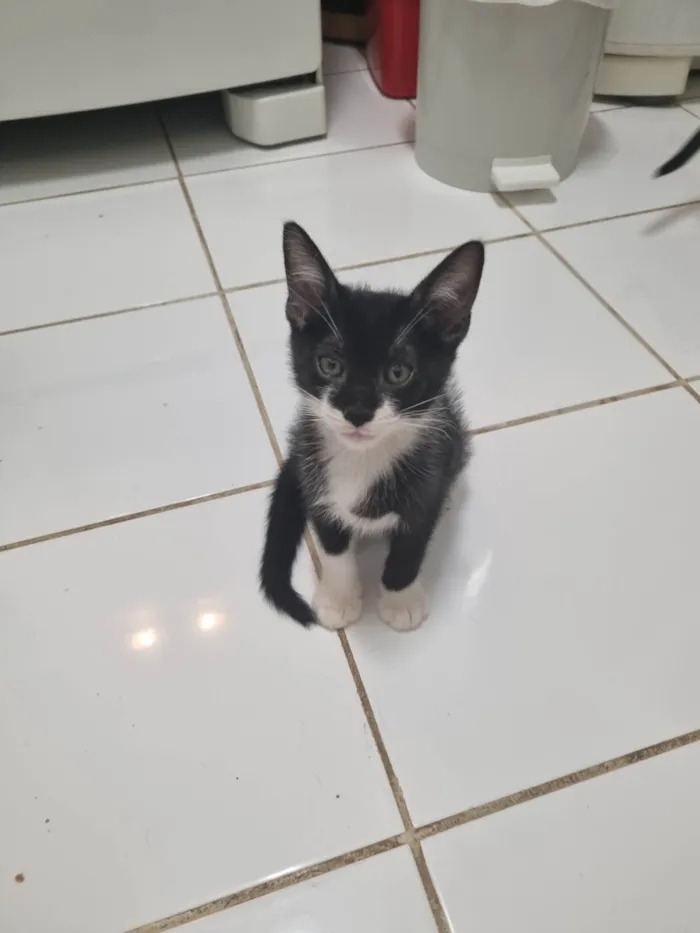 Gato ra a SRD-ViraLata idade 2 a 6 meses nome Minie frajola
