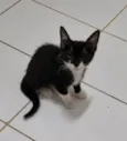 Minie frajola