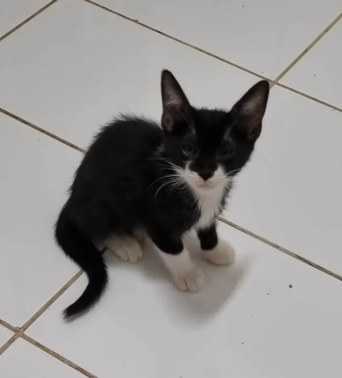 Gato ra a SRD-ViraLata idade 2 a 6 meses nome Minie frajola
