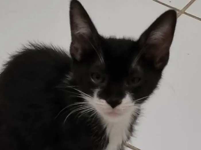 Gato ra a SRD-ViraLata idade 2 a 6 meses nome Minie frajola
