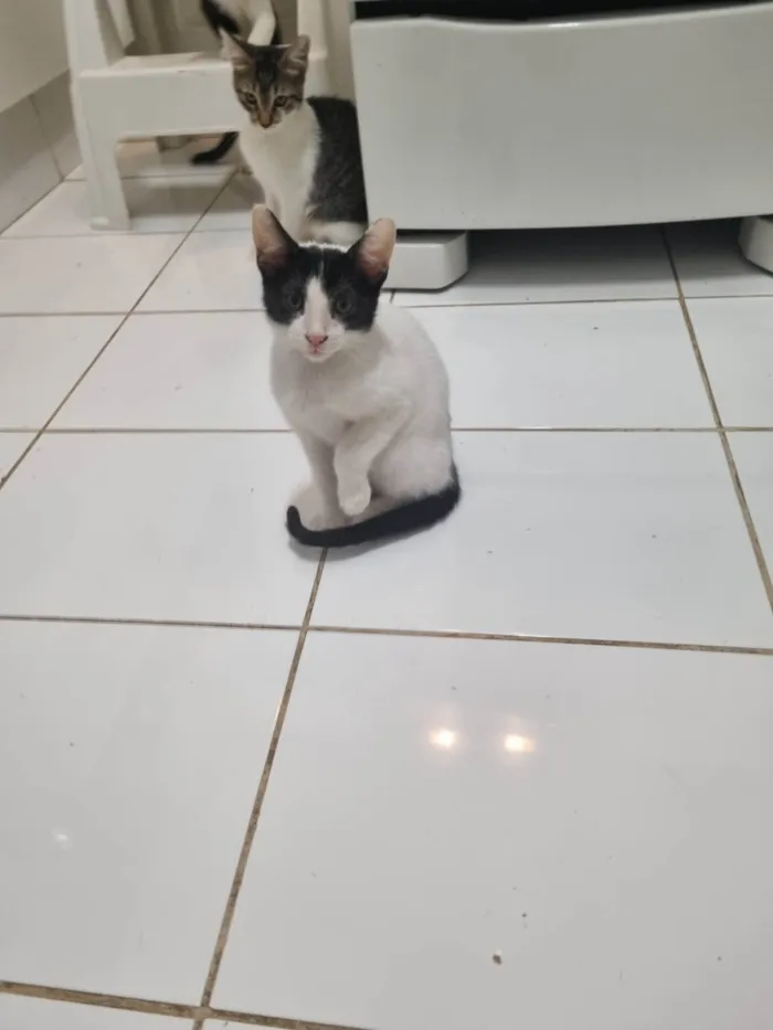 Gato ra a SRD-ViraLata idade 2 a 6 meses nome Milk