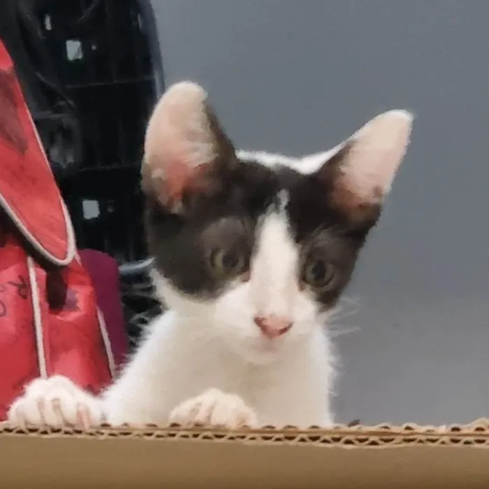 Gato ra a SRD-ViraLata idade 2 a 6 meses nome Milk