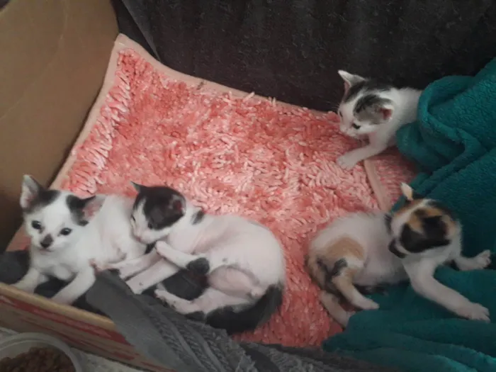 Gato ra a  idade Abaixo de 2 meses nome VIDA