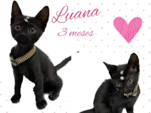 Gato raça Srd idade 2 a 6 meses nome Luana