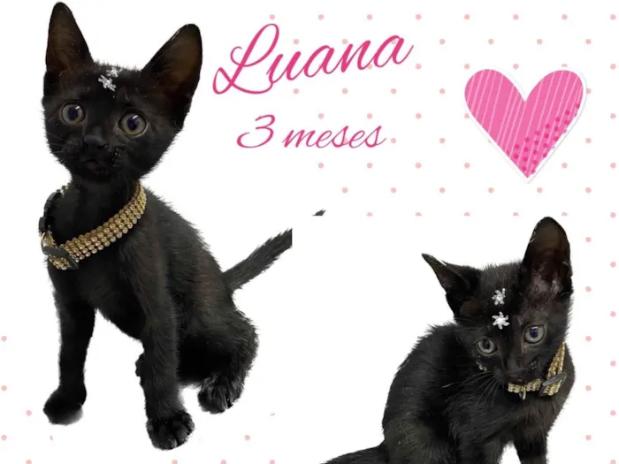 Gato raça Srd idade 2 a 6 meses nome Luana