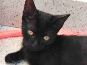 Gato raça SRD-ViraLata idade 2 a 6 meses nome LELO