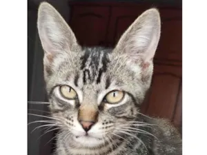 Gato raça SRD-ViraLata idade 2 a 6 meses nome MUSSIFIN