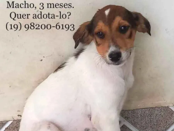 Cachorro ra a SRD-ViraLata idade 2 a 6 meses nome Duque