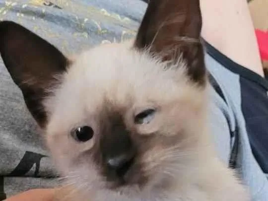 Gato ra a SRD-ViraLata idade 2 a 6 meses nome Mingau 