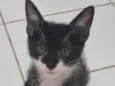 Minie frajola