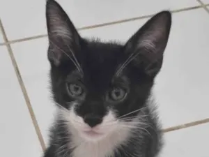 Gato raça SRD-ViraLata idade 2 a 6 meses nome Minie frajola