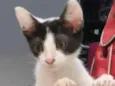 Milk