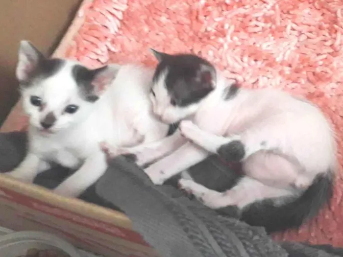 Gato ra a  idade Abaixo de 2 meses nome VIDA