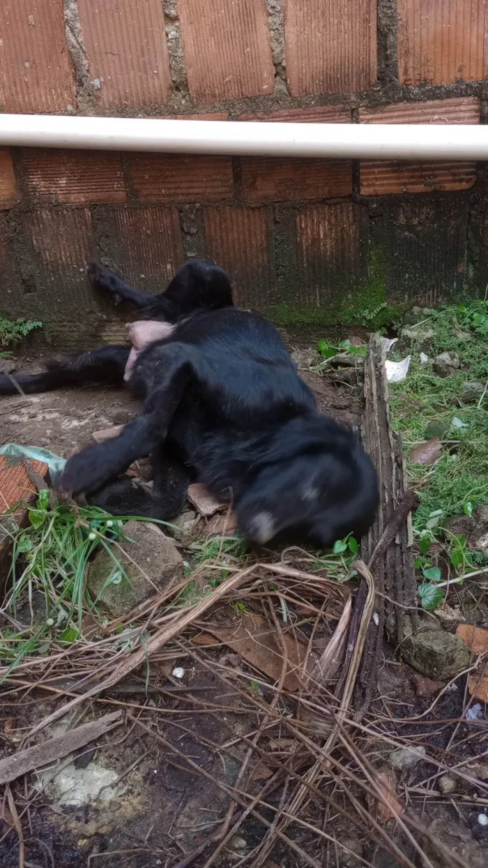 Cachorro ra a Lavrado com vira lata idade 2 anos nome Estrela