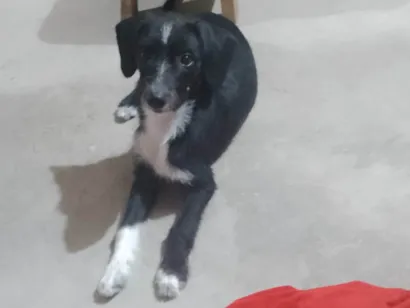 Cachorro raça SRD-ViraLata idade 7 a 11 meses nome Belinha 