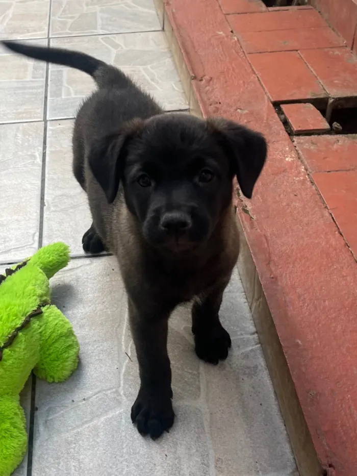 Cachorro raça SRD-ViraLata idade Abaixo de 2 meses nome Luna
