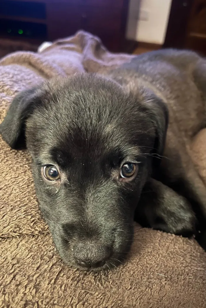 Cachorro raça SRD-ViraLata idade Abaixo de 2 meses nome Luna